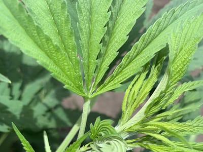 Crested River Cannabis Company