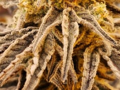 Crystal Clear Cannabis