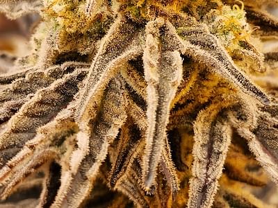 Crystal Clear Cannabis