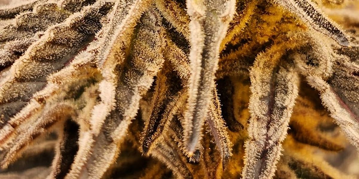 Crystal Clear Cannabis Fort Kent 04743, Maine Review of CBD Dispensary