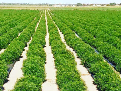 CTFO Kevin Holman 100% CBD Products