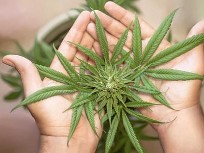 Dakota Organics Life-Giving CBD Oil & CBG Products