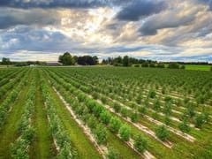 Door County Cannabis Company