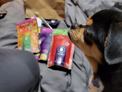 Dunegrass co - Marquette