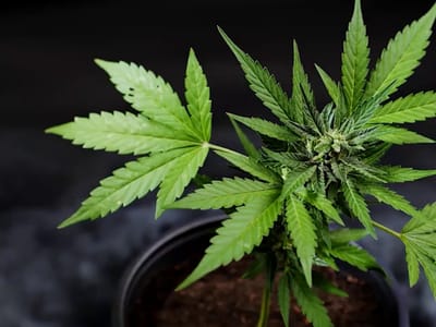 East Tree Dispensary - Downtown