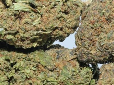 Eazi-livin-cbd-hemp-shop