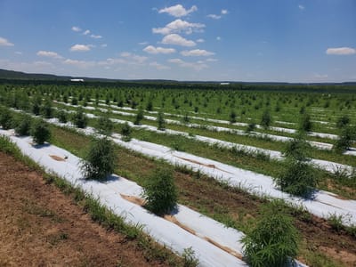 El Jefe Hemp Company, LLC