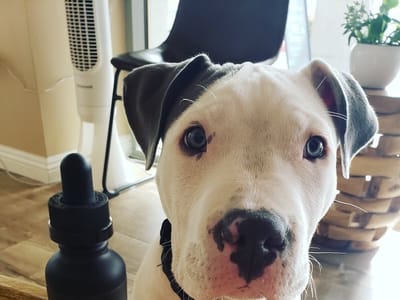 Elan CBD at Elevated