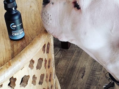 Elan CBD at Elevated