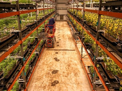 FLUENT Cannabis Dispensary - Kendall