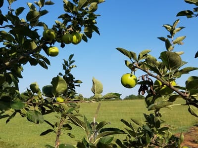 Gassed Up Dispensary - CBD, THC Delta 8, HHC,THCP, THCV & More!