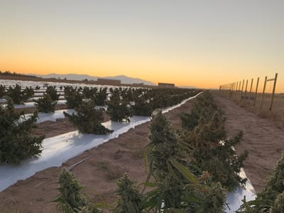 GLOBAL GREEN ENTERPRISE LLC