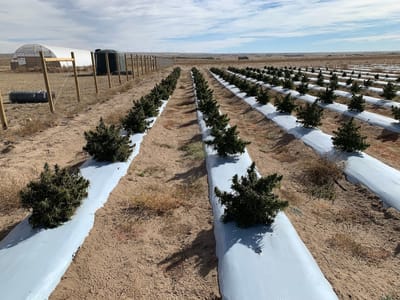 GLOBAL GREEN ENTERPRISE LLC