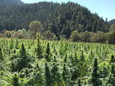 God's Glory Hemp Co.