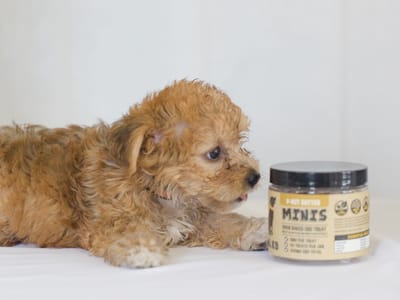 gold door hemp and more