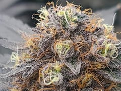 Good Vibes Dispensary & CBD