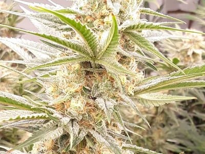 Good Vibes Dispensary & CBD