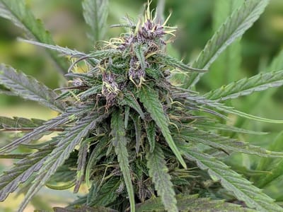 Good Vibes Wellness CBD