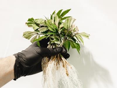 Green Degree-Clapp-Wasilla