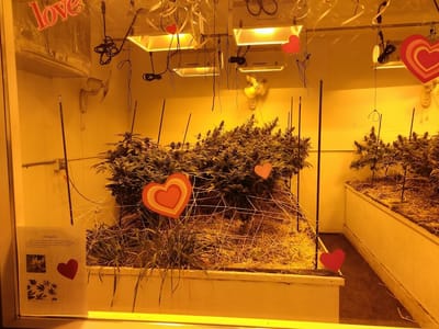 Green Dragon Recreational Weed Dispensary Smithfield