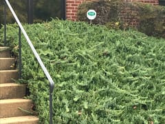 Greener Things CBD Dispensary