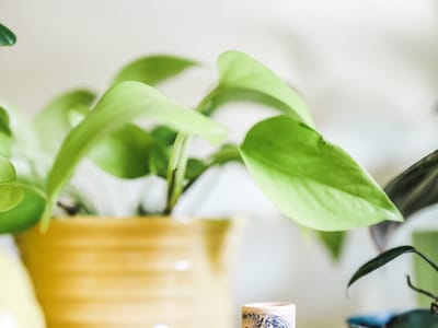 GreenLife Remedies CLT Recreational Cannabis Dispensary, THCA Flower, Delta 8, Delta 9 THC, CBD, Edibles, Carts