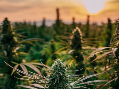 Healing Hemp Supply Co. Mobile & Online Hemp Dispensary