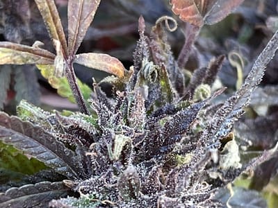 Hemp Hemp Hooray-CBD Store