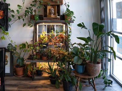 Hemp House CBD I Delta 9 THC l Uptown