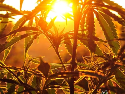 Hemp Lively! Wholesale Hemp Oil Manufacturing & Distribution