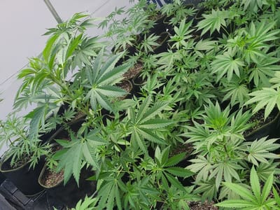 Hemp Mother Dispensary / Hemp Father CBD Wellness