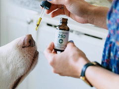 Hemporium New Mexico