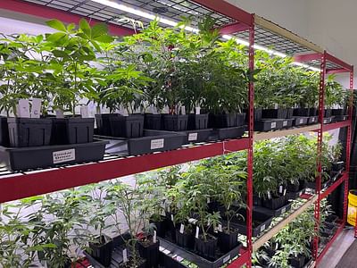 High and Mighty Maine Craft Cannabis