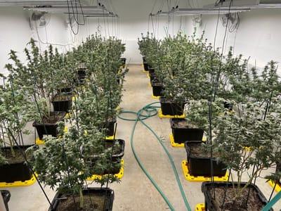 High and Mighty Maine Craft Cannabis