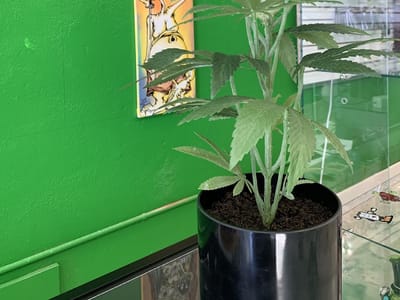 High Hopes Hemp Dispensary