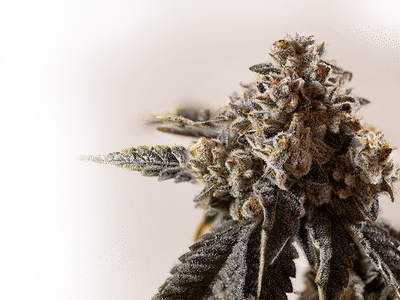 High Mountain - Glendive, MT