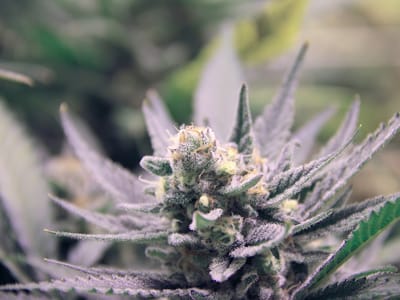 High Mountain Health