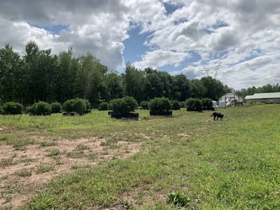 Holistic Wellness Services CBD THC