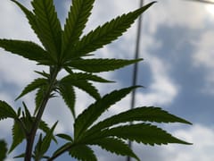 Holistic Wellness Services CBD THC