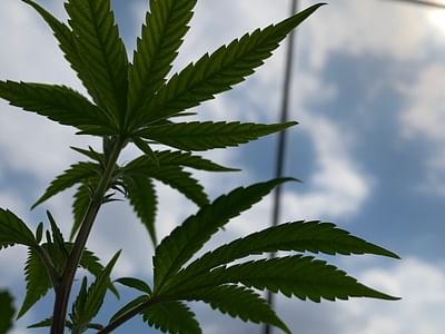 Holistic Wellness Services CBD THC