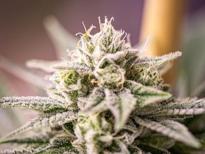 HPRC Arcata Cannabis Dispensary (Humboldt Patient Resource Center)