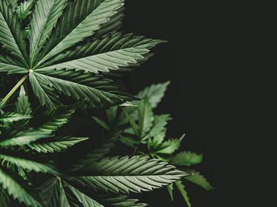 IDEAL+ CBD Store: Chevron Salem