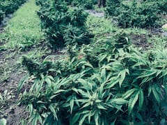 Illinois Valley Hemp