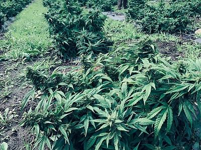 Illinois Valley Hemp