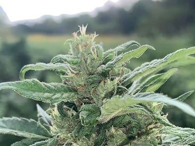 Illinois Valley Hemp