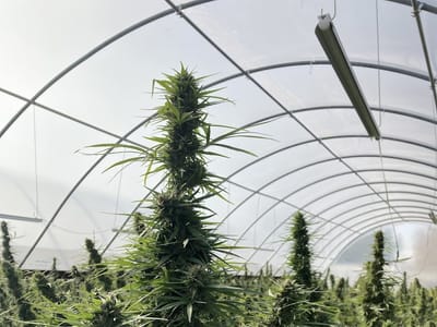 In Nature’s Hands Hemp Co., LLC