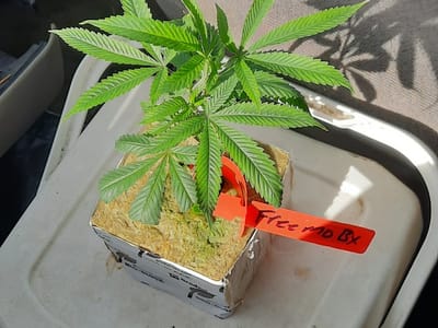 Infinity Wellness Dispensary - Great Falls