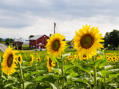 Innovative Extracts CBD