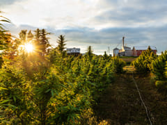 Innovative Extracts CBD