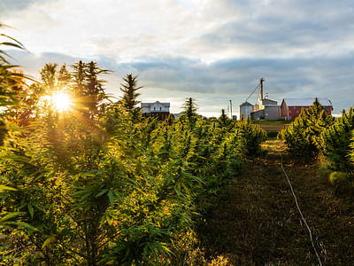 Innovative Extracts CBD